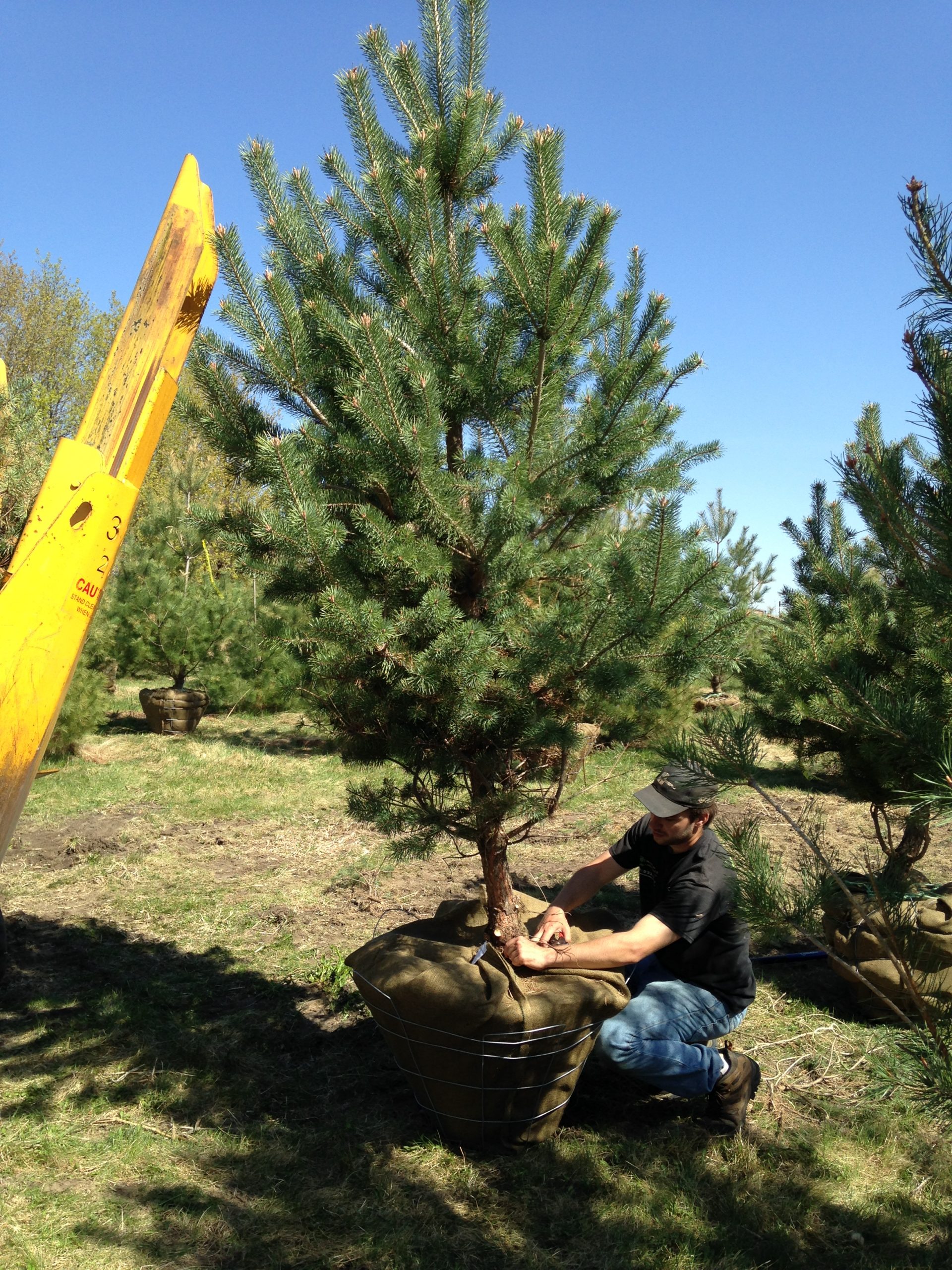 Large trees for sale in Minneapolis and St Paul surrounding area